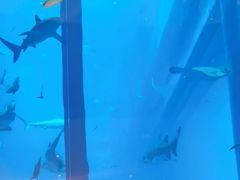 -迪拜水族馆及水下动物园