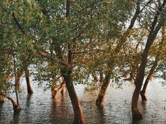 -宝安西湾红树林湿地公园