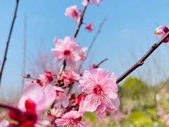 -花开海上生态园