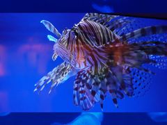 -上海海洋水族馆