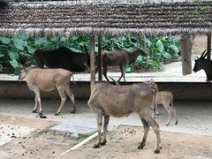 -深圳野生动物园