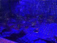 -青蓬蒸汽海鲜·深圳老字号·团建聚会(壹方城店)