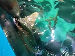 -瑞普利水族馆