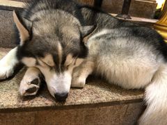 -more than meow吴止猫主题餐厅(承德 中船汇店)