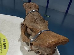 -吉林省自然博物馆