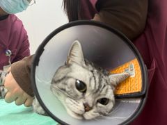 -瑞鹏宠物医院·宠保定点·心脏科·内科(御桥分院)