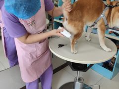 -北京观赏动物医院·24小时大型综合·猫专科·异宠专科