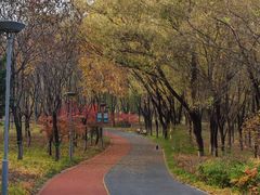 -大兴滨河森林公园