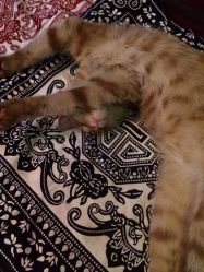 iphone_upload_pic-汉刺青TATTOO STUDIO