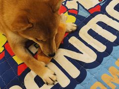 -豆柴町-柴犬主题狗咖(红鼎国际C座店)