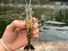 -DGE季风钓虾营地·团建·聚会
