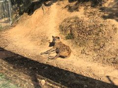 -泉州海丝野生动物世界