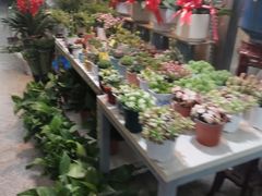 -宝鸡东道花鸟鱼虫市场(吉利花园商场店)