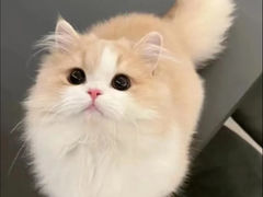 -欣宠猫屋·矮脚拿破仑·蓝金金渐层