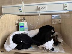 -北京观赏动物医院·24小时大型综合·猫专科·异宠专科