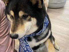 -柴迷FANS CLUB·柴犬狗咖·猫咖