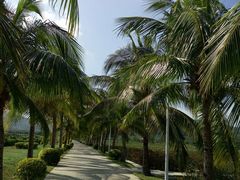 -亚龙湾国际玫瑰谷