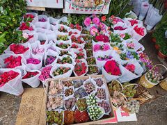 -合肥市裕丰花鸟虫鱼市场