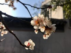-无锡梅园公园