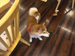 -豆柴町-柴犬主题狗咖(红鼎国际C座店)