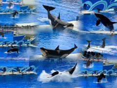 -上海海昌海洋公园