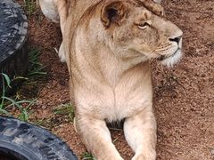 -西霞口神雕山野生动物世界