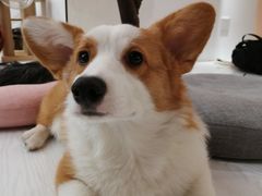 -浣熊柯尔鸭土拨鼠·电玩咖