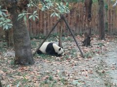 -成都大熊猫繁育研究基地