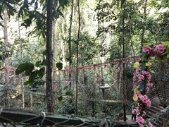 -西双版纳原始森林公园