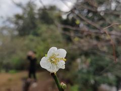 -广州市流溪河国家森林公园