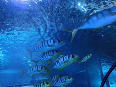 -太平洋海底世界