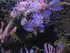 -太平洋海底世界