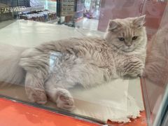 -三花喵·撸猫购宠·宠物生活馆(虹桥南丰城店)