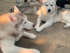 -TrueLove @ Neverland (Husky Cafe)