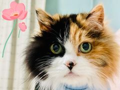 -纳吉亚猫专科动物医院(康都外科中心)