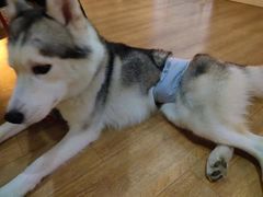 -Husky Go! 哈士奇体验馆·宠物咖啡厅狗咖