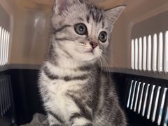 -四月宠物医院·猫专科·心脏专科·内科(转塘店)