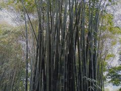 -望江楼公园