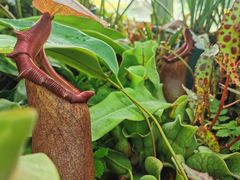 -国家植物园南园