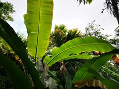 -呀诺达热带雨林