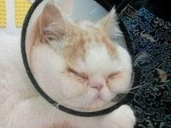 -中农大我爱我爱24h动物医院·中医针灸·猫专科·骨科医疗中心(双井店)