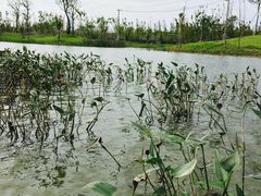 -上海长兴岛郊野公园