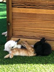 -萌宠亲子动物乐园(槐房万达店)