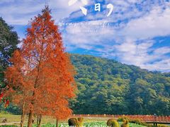 -广州市石门国家森林公园