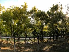 -永定河休闲森林公园