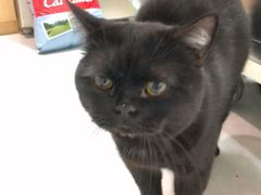 -中农大我爱我爱动物医院·核磁CT·猫病·24小时夜诊中心(石佛营店)