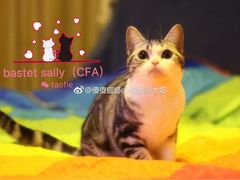 -Bastet sally猫舍购宠(静安店)