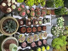 -朝来春花卉市场