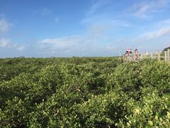 -北海金海湾红树林生态旅游区