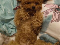 -芭比堂动物医院·犬猫全科·异宠专科(雁塔分院)